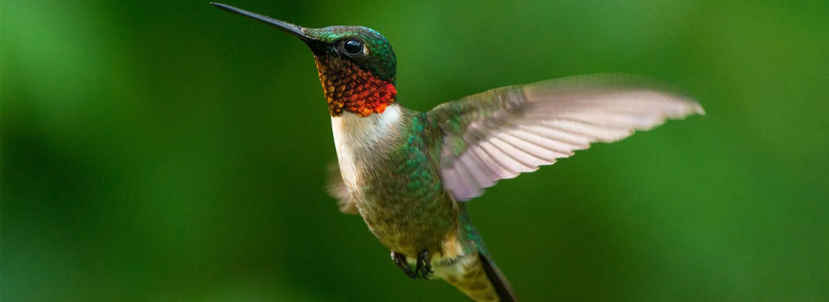Throated Hummingbird
