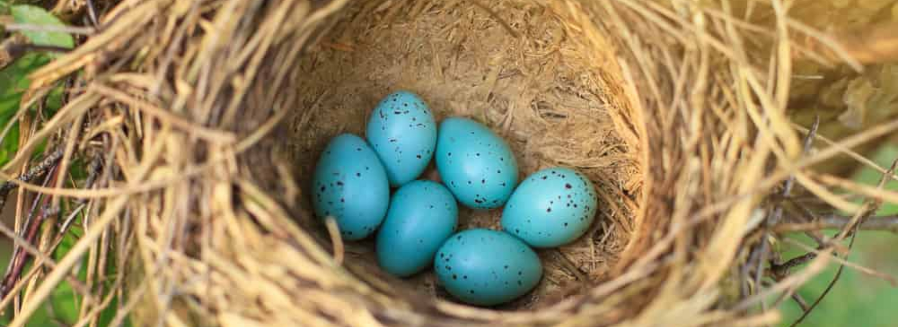 blue eggs bird