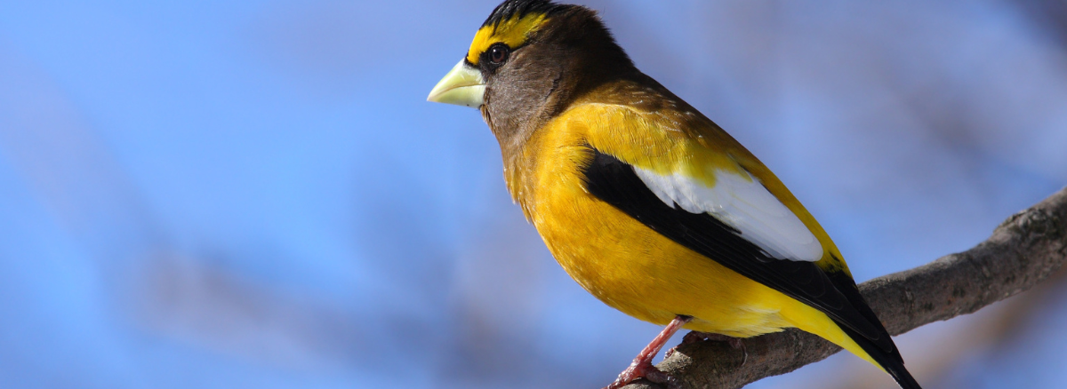 Evening Grosbeak