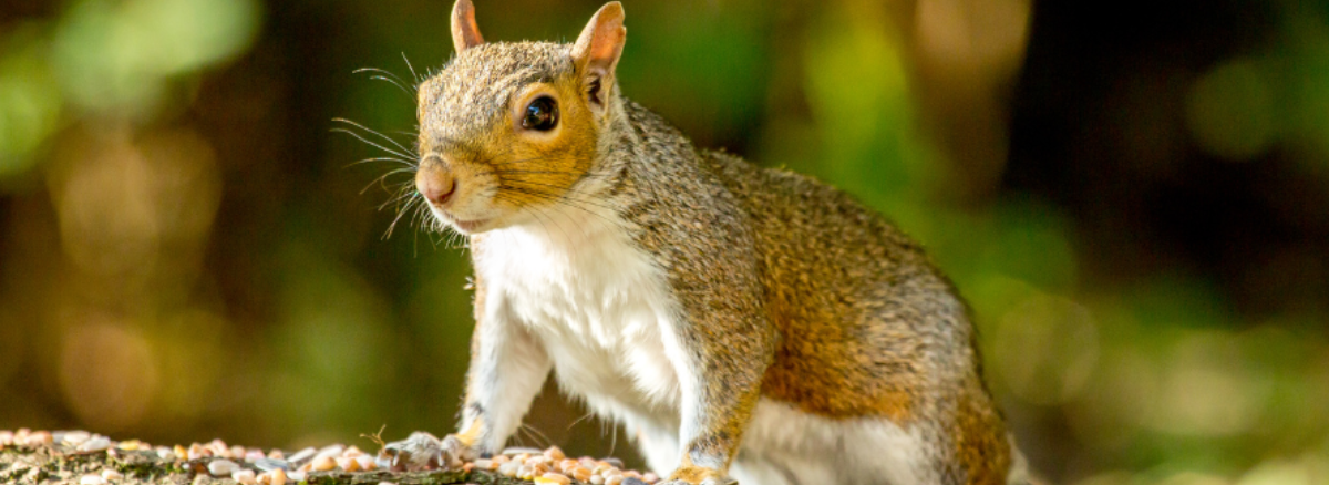 how to keep squirrels away from bird feeders