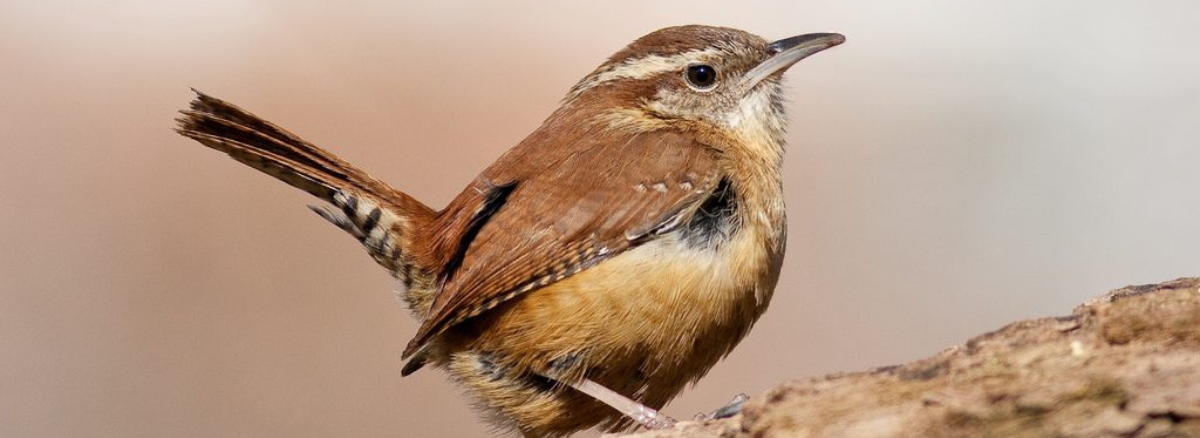 Carolina Wren