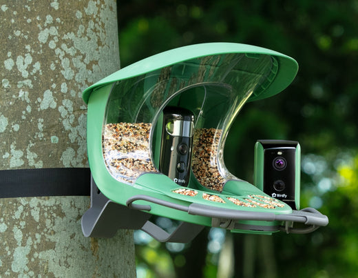 The Best Smart Bird Feeder in the U.S. 2025