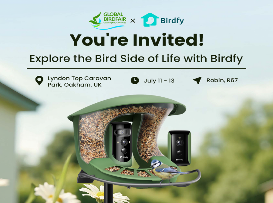 How to Keep Grackles Away from Bird Feeders: Effective Tips