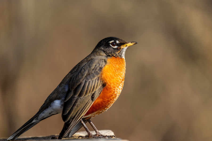 When Do Robins Fledge?