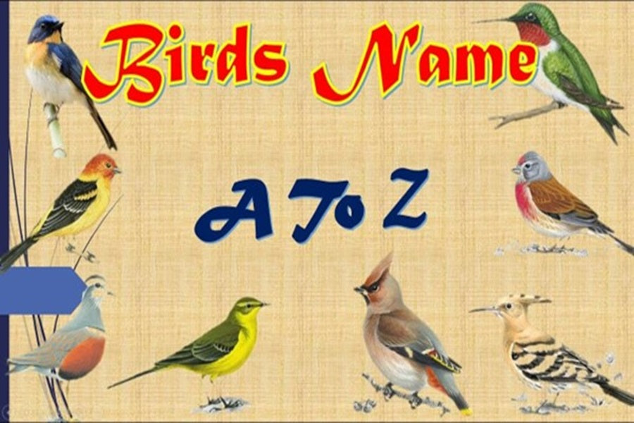 types of birds a-z