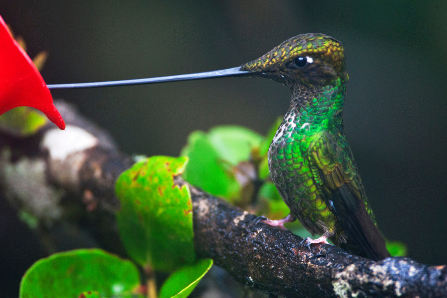 Hummingbirds and Sword-bills: The World's Longest Beak Wonders