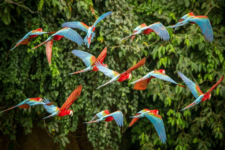 Birds Of The Rainforest: Understanding All About Avian Diversity