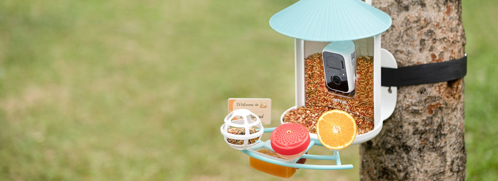 birdfy feeder camera