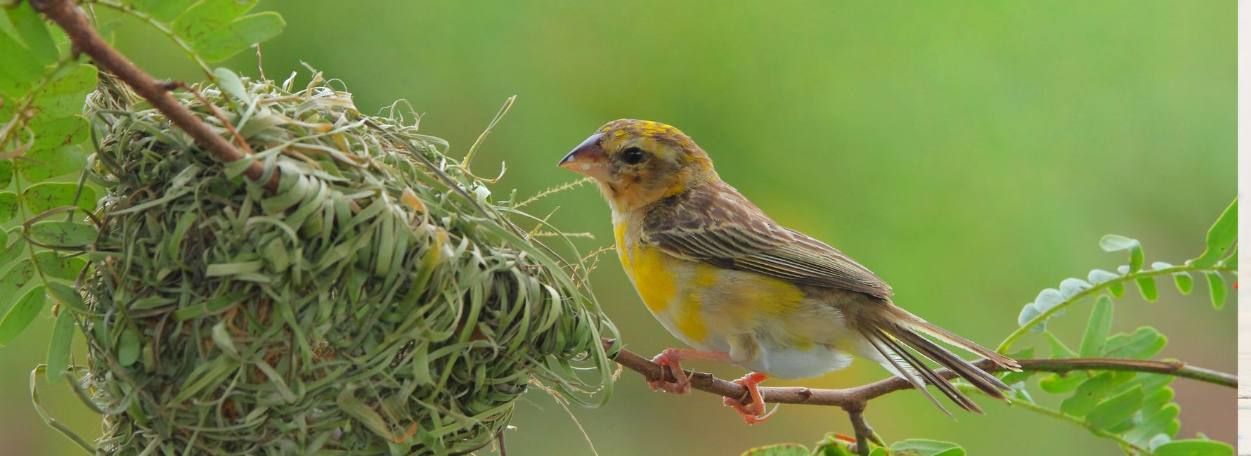 Birds in America