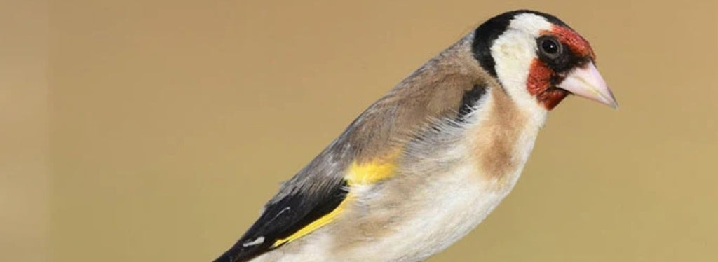 Bird introduction-European Goldfinch