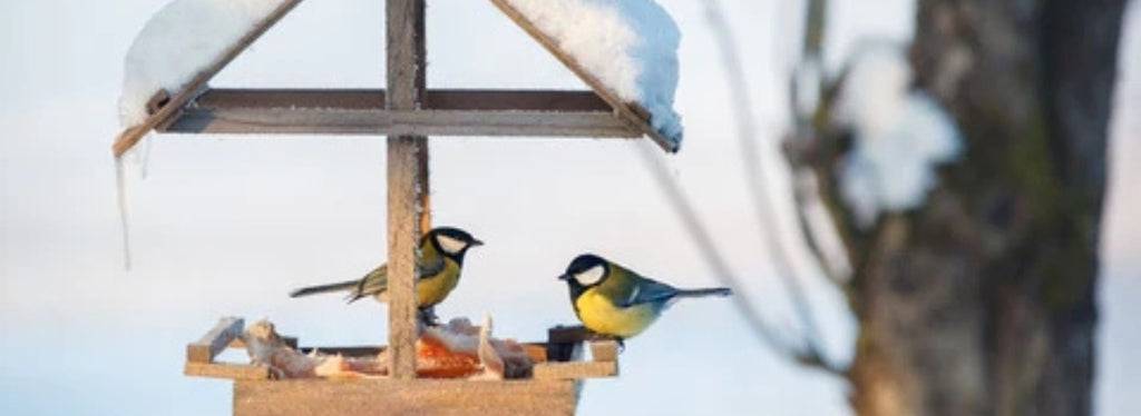 5 Tips for Attracting Birds to Your Backyard