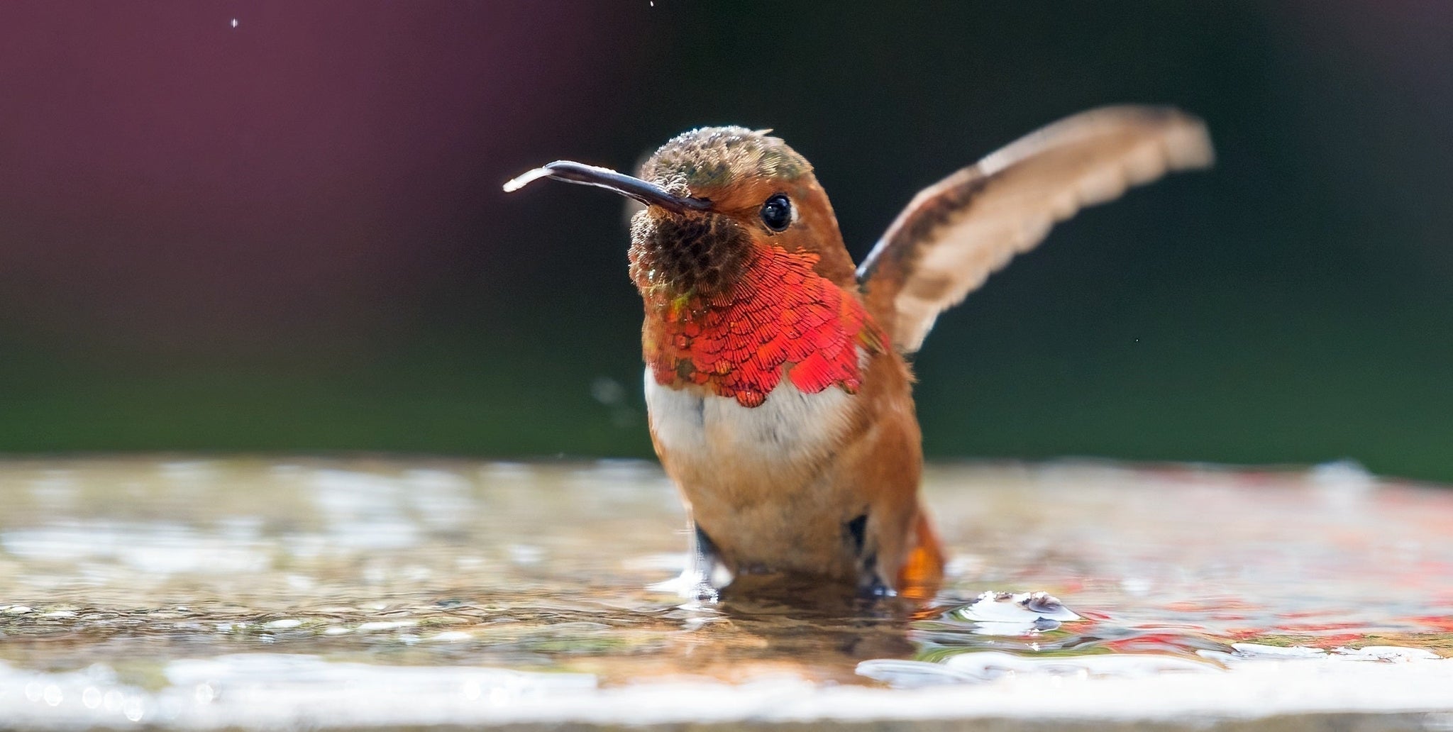 Hummingbirds of Arizona: Species, Seasons, Habits, and How to Attract