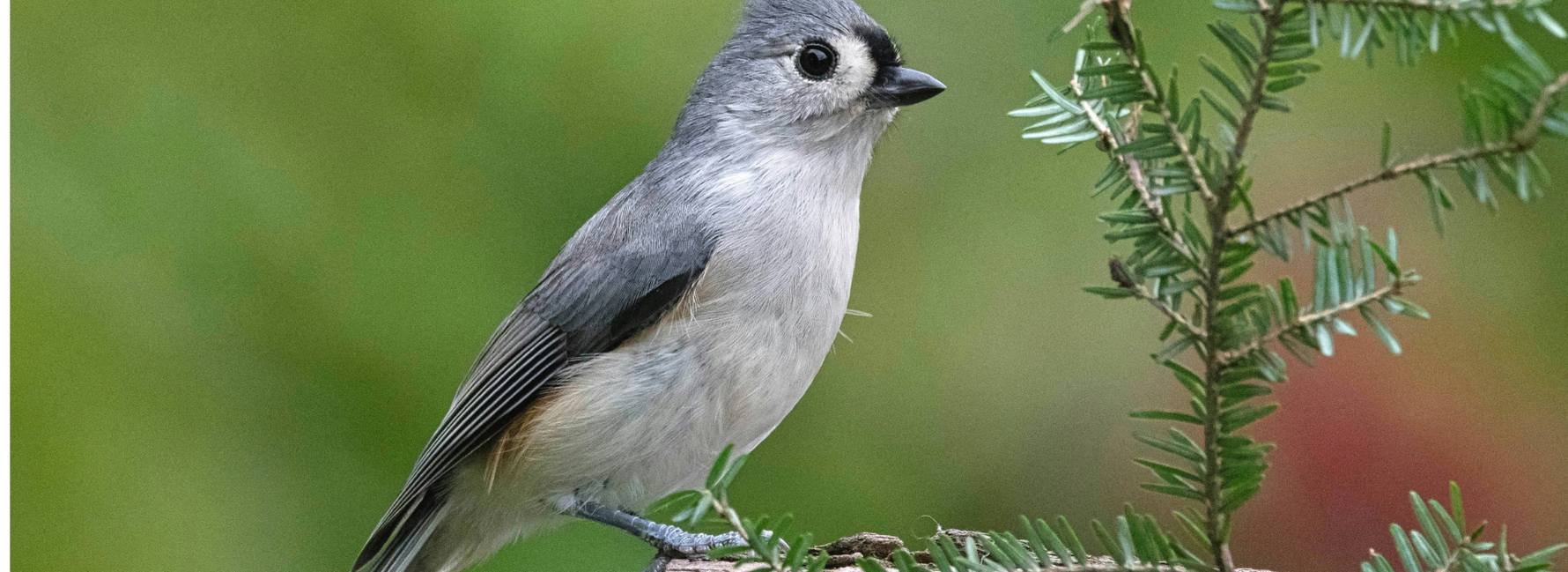 Tufted Titmouse: Adorable Crested Songbird of North America