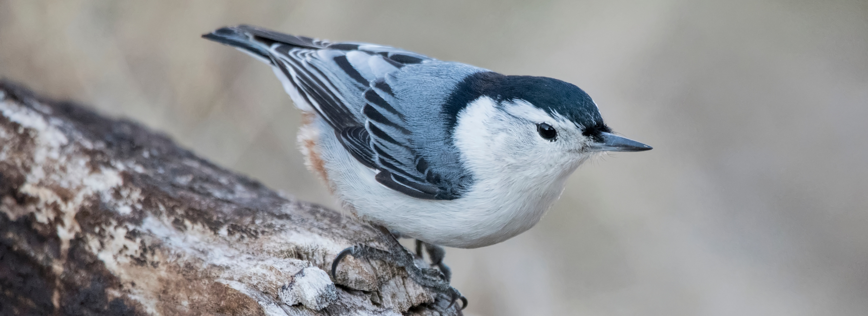 Birds of Colorado