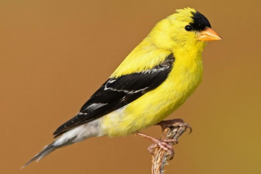 20 Types of Finches in the US and Europe: Identification & Habitat