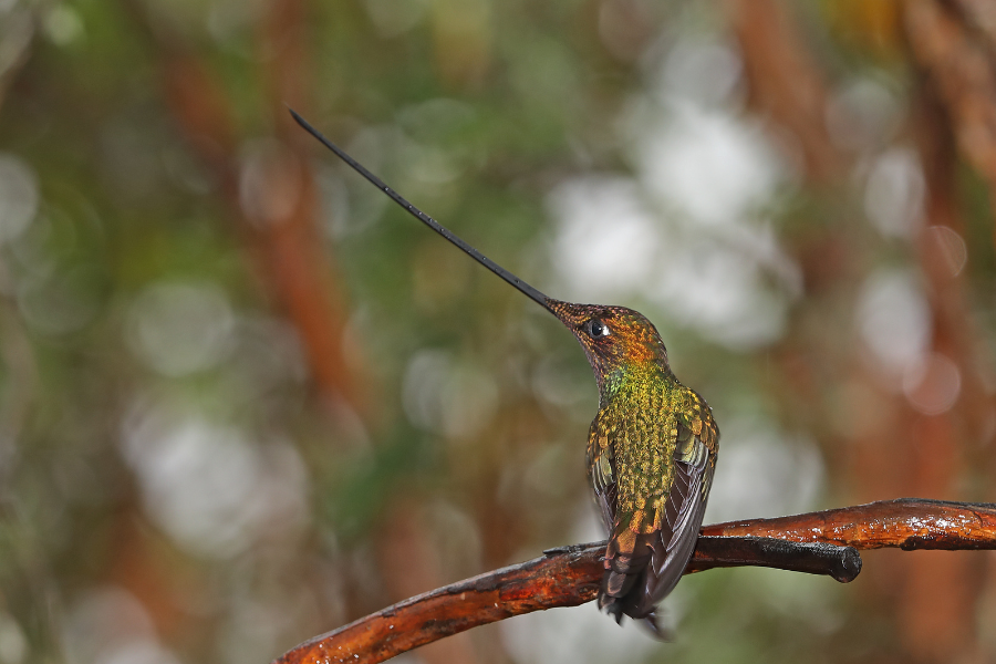 How Hummingbirds Cheat Death?