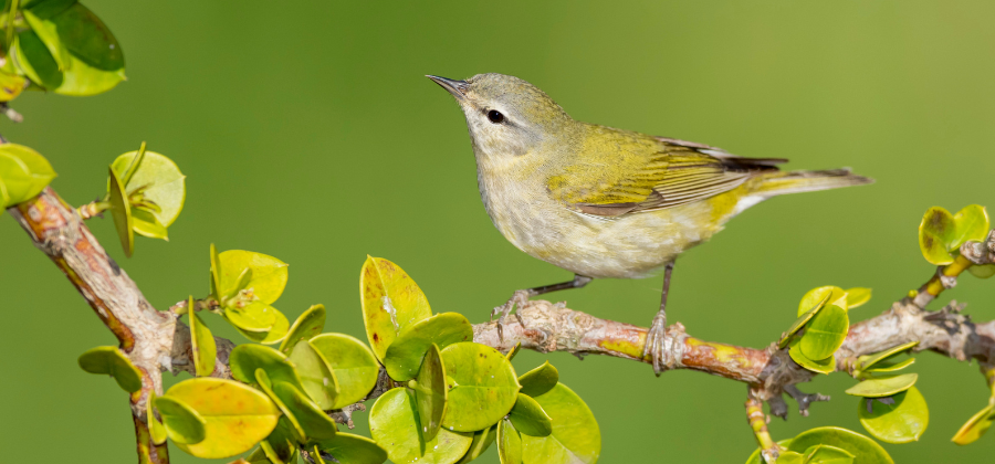 Tennessee Warbler