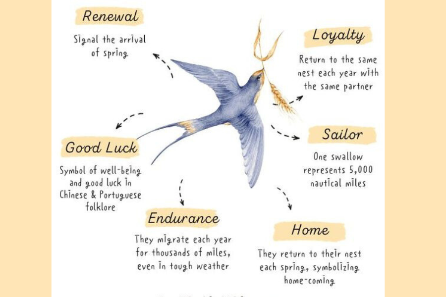 Swallow Bird Symbolism Meaning Explained: Love, Loyalty, Hope