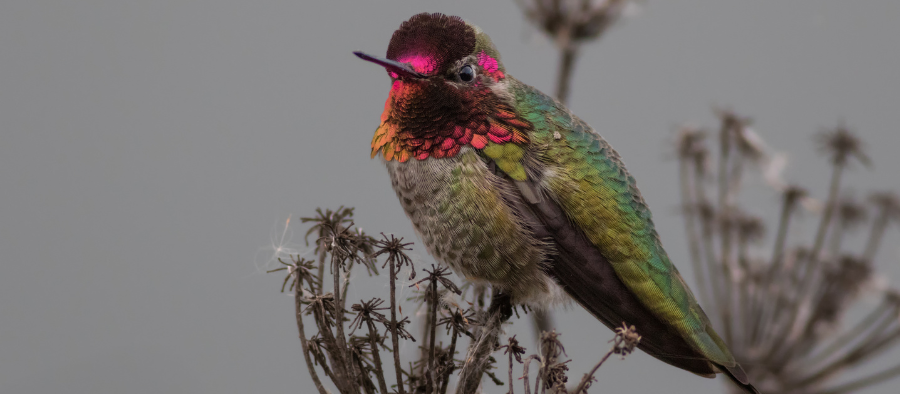 anna's hummingbird photo