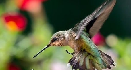 hummingbird sugar water recipe ratio