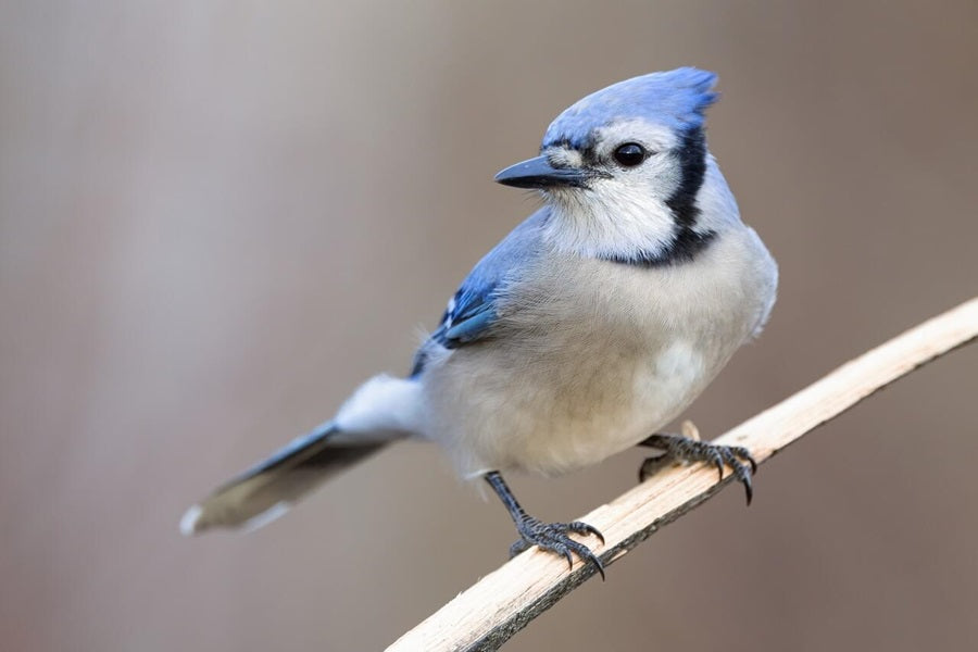 blue jay spiritual meaning