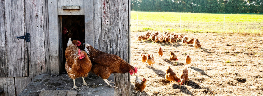 User Story: It's ALL About Chickens