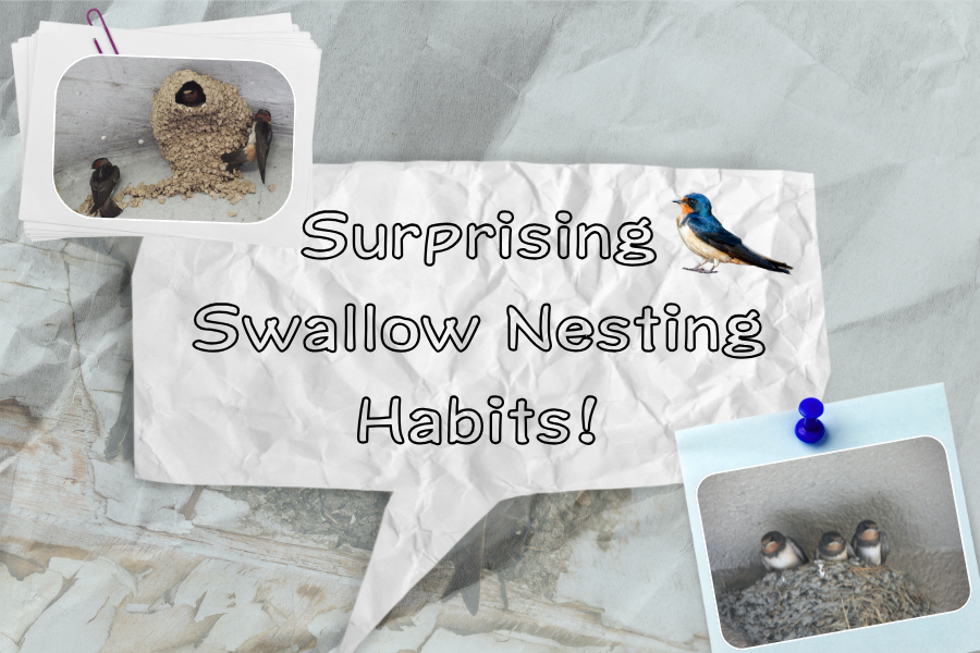 Surprising Swallow Nesting Habits!