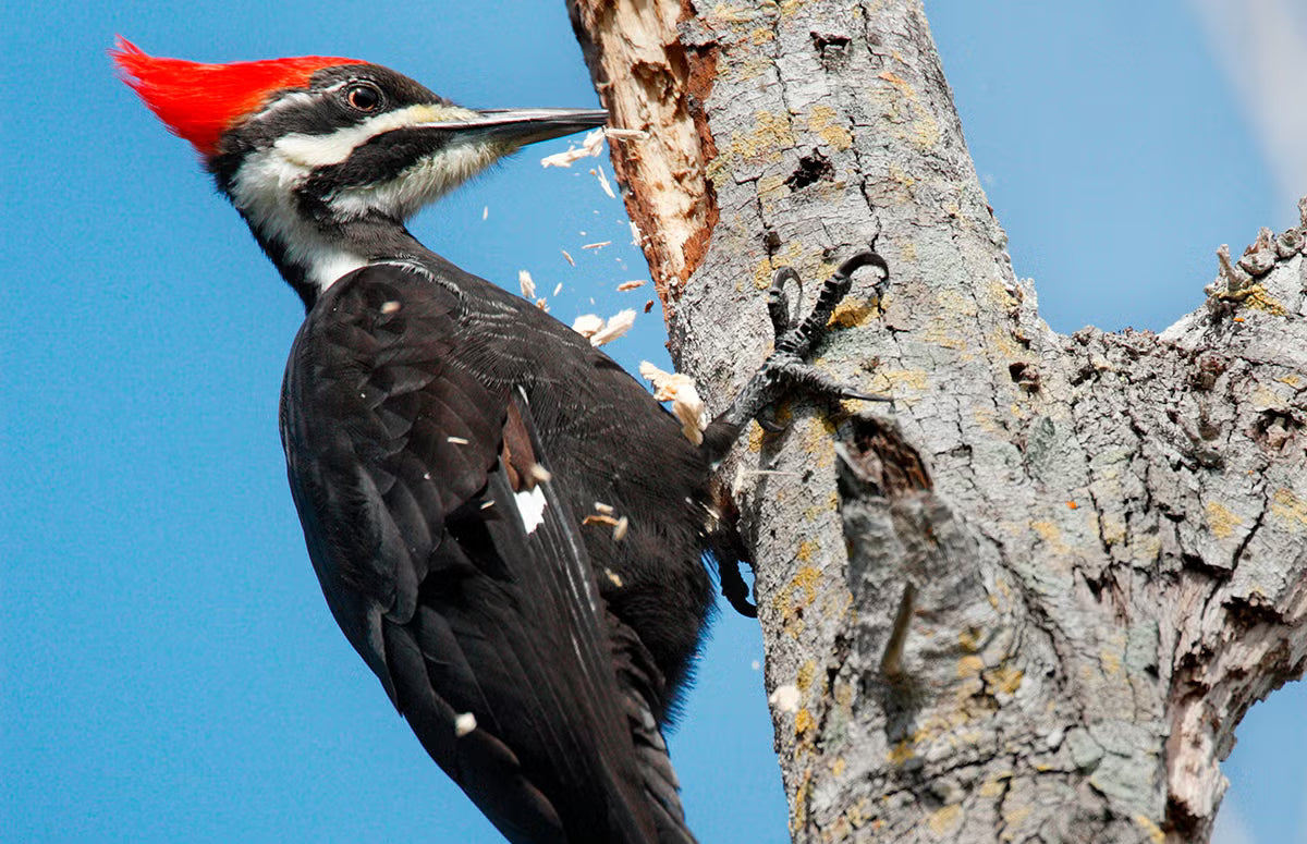 Why Do Woodpeckers Peck? 10 Ways to Stop the Damage (2026 Guide)