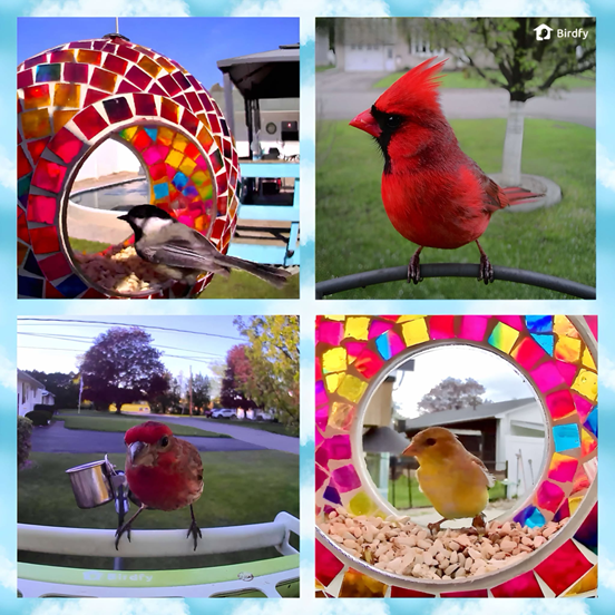 The Unwanted at the Feeder: Squirrels, Doves, Grackles, and Starlings