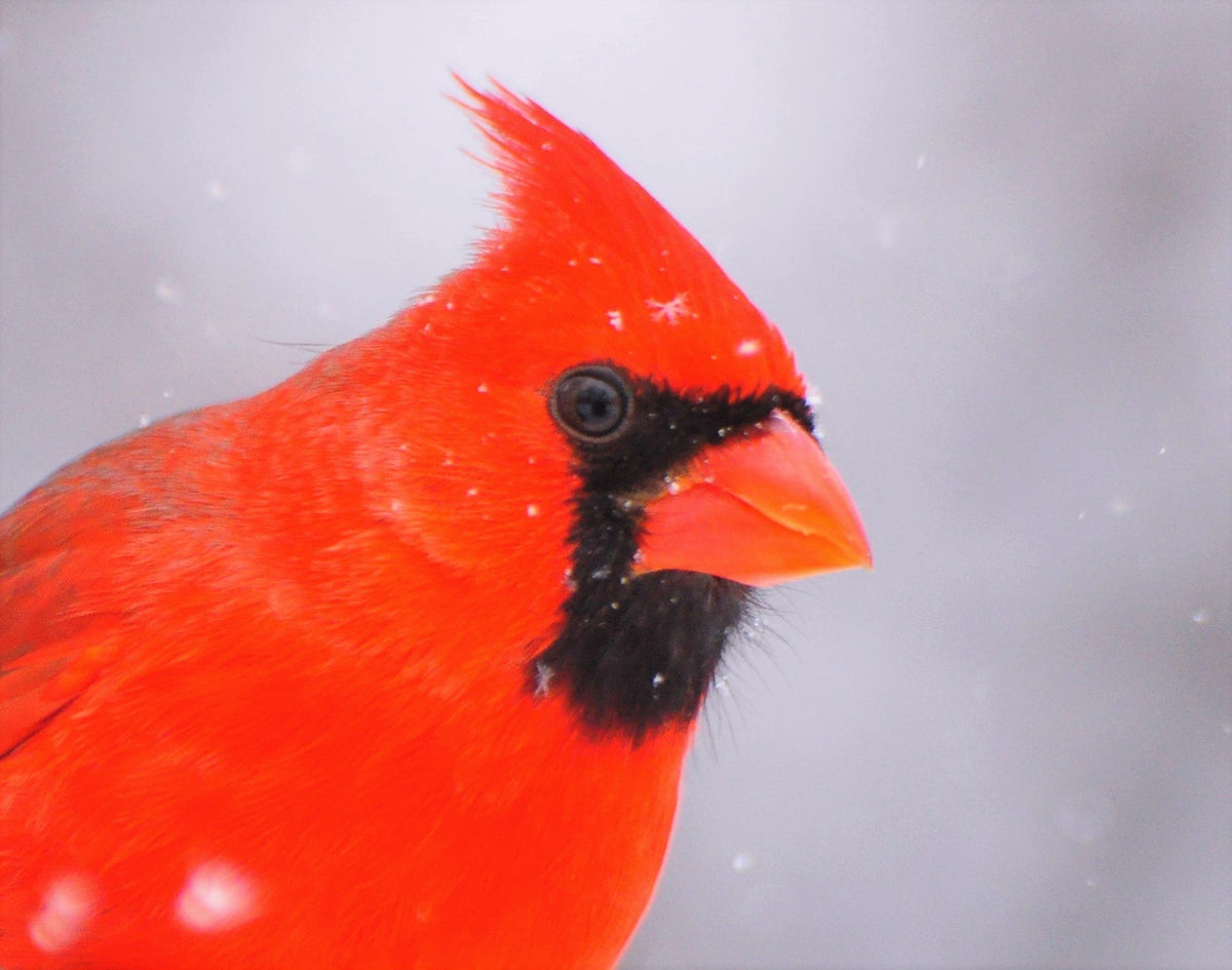How to Attract Cardinals to Your Yard Year-Round