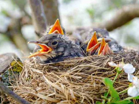 Feeding Fledglings: A Guide to Feeding Baby Birds