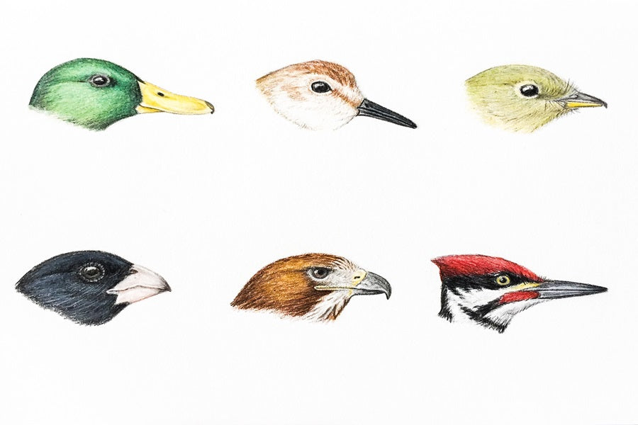 How Birds Use Their Beaks: Feeding, Nesting, Grooming, and More