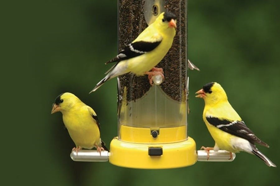 Feeding American Goldfinches: What Do American Goldfinch Eat? – Birdfy