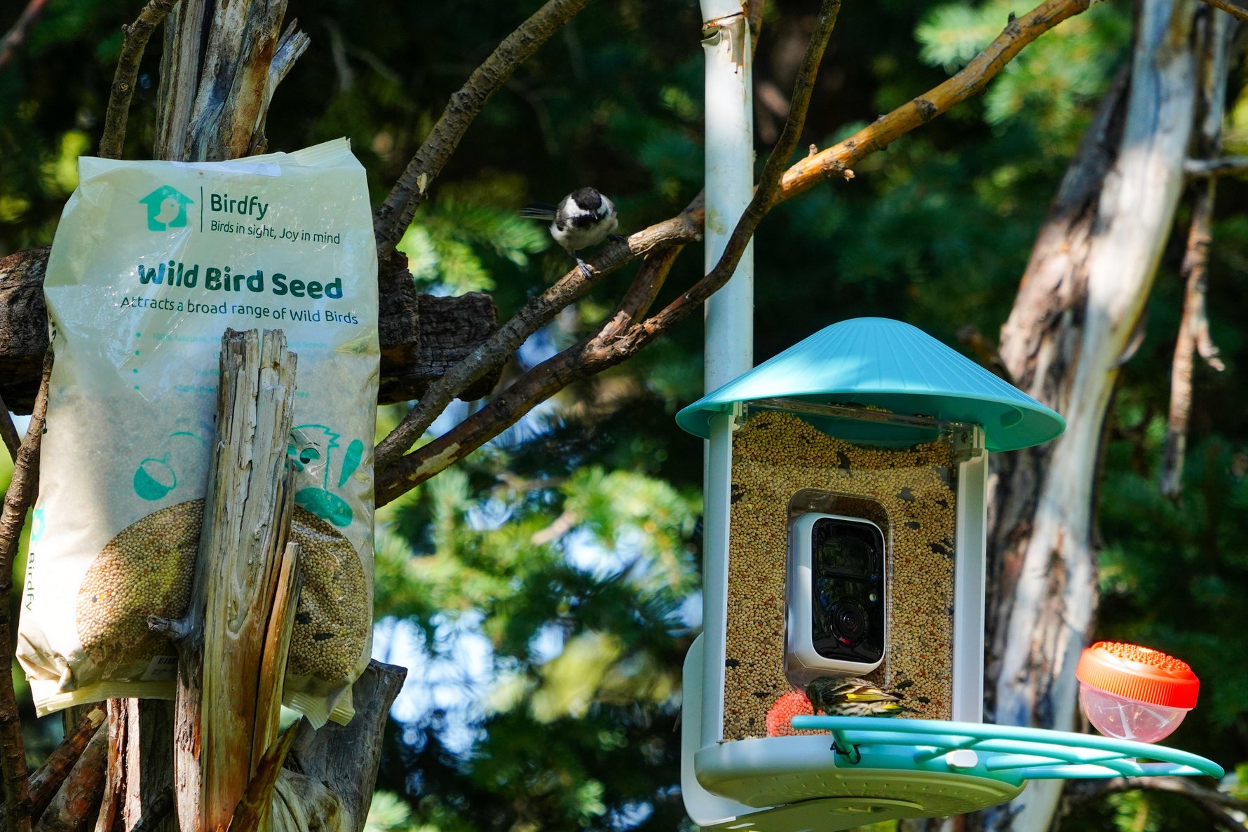 Feeder Watching from Afar