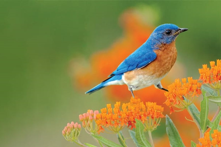 How To Get Bluebirds To Nest In Your Yard How To Get Bluebirds To Nest In Your Yard