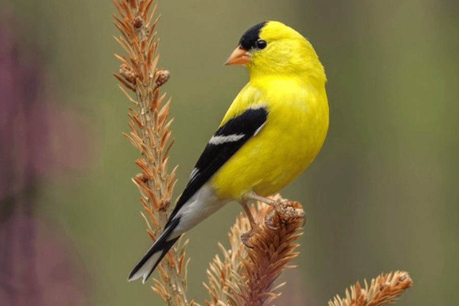 Do You Learn About The Official State Bird Of All 50 States In America?
