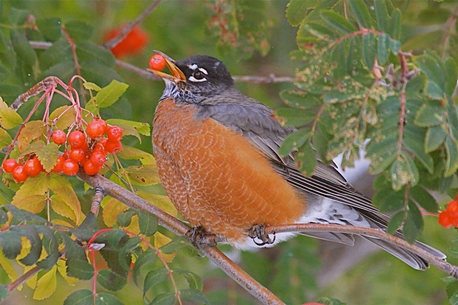 Robbin Spring American Robins: A Sign of Spring – Birdfy