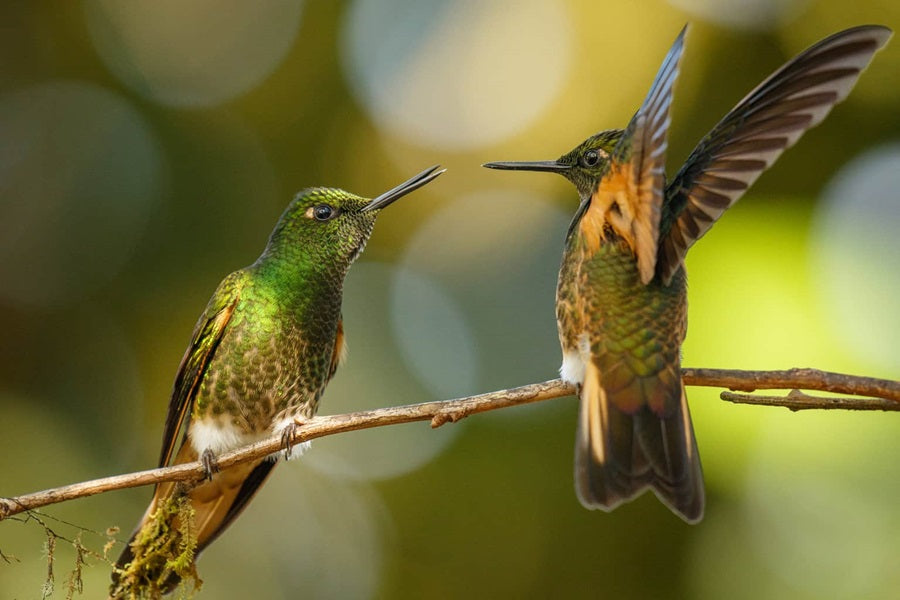 Why Hummingbirds Are So Territorial And How To Solve Territorial Problems At Your Feeders