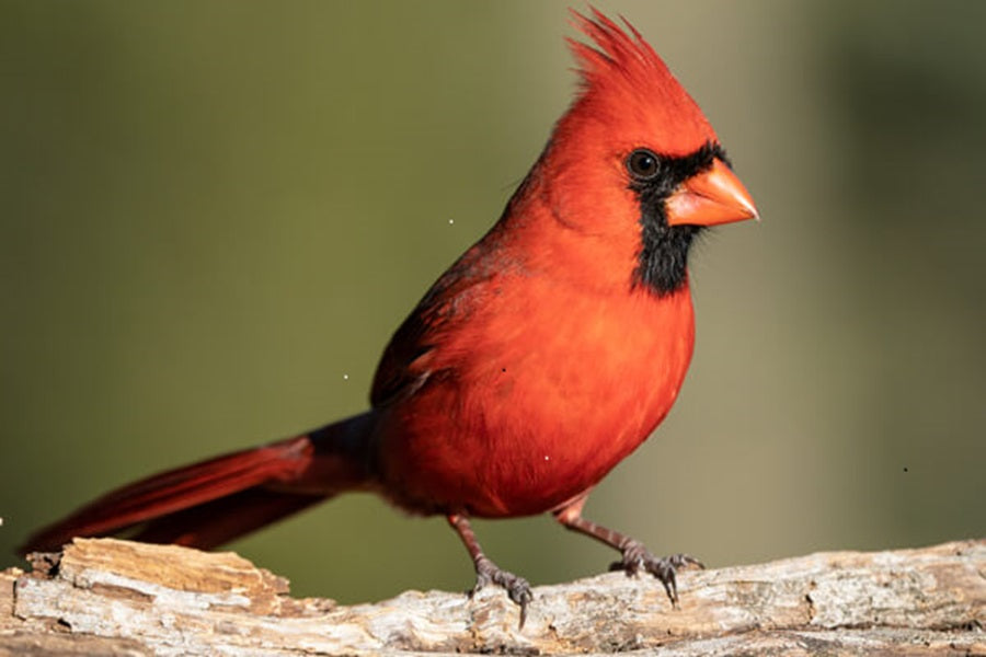 What Does It Mean When You See a Cardinal? Spiritual Meaning Explained