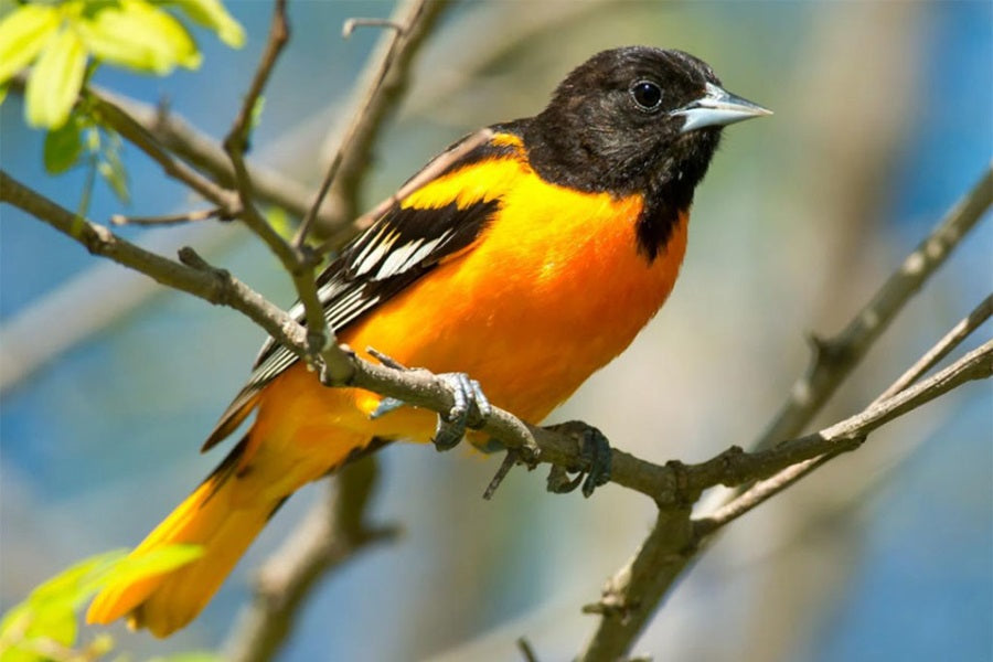 What Do Orioles Eat? 7 Foods to Attract Orioles to Your Yard (2026 Guide)