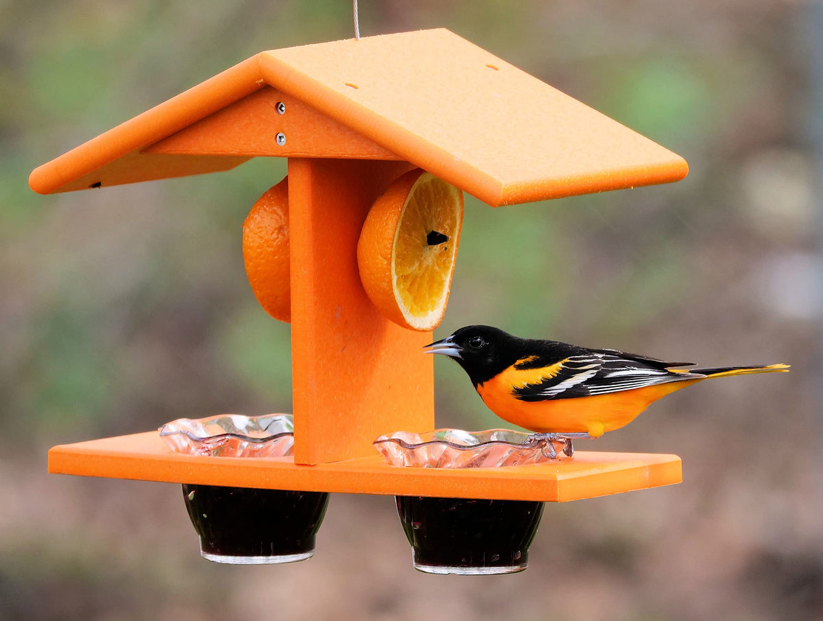 Baltimore Oriole Feeders: Best Choices & Setup Tips