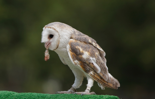 What Do Barn Owls Eat? Rodents, Voles & More: Full Diet Breakdown