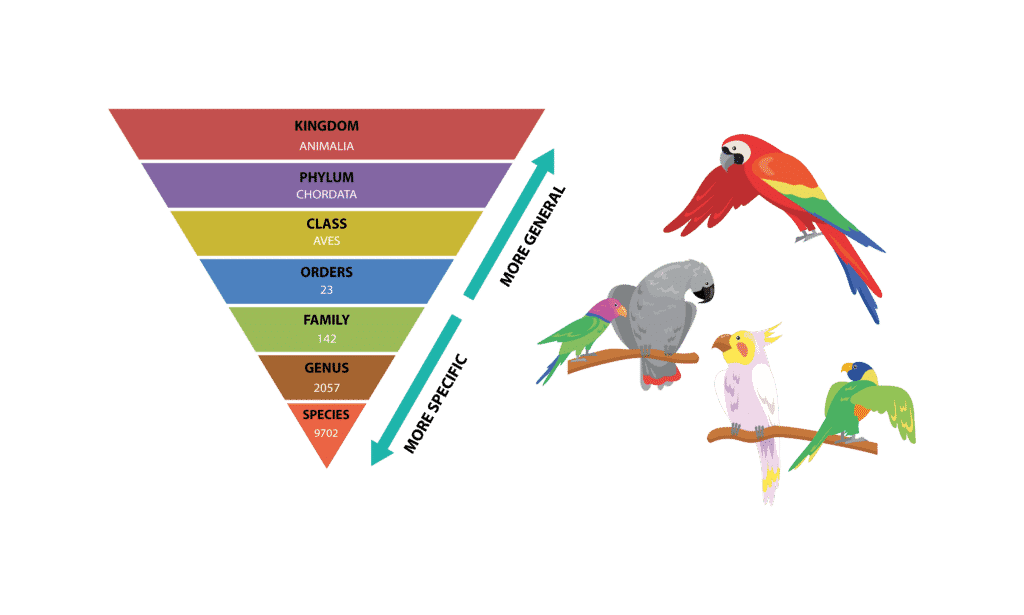 How to be a Birder Series 10: Bird Classification and Taxonomy