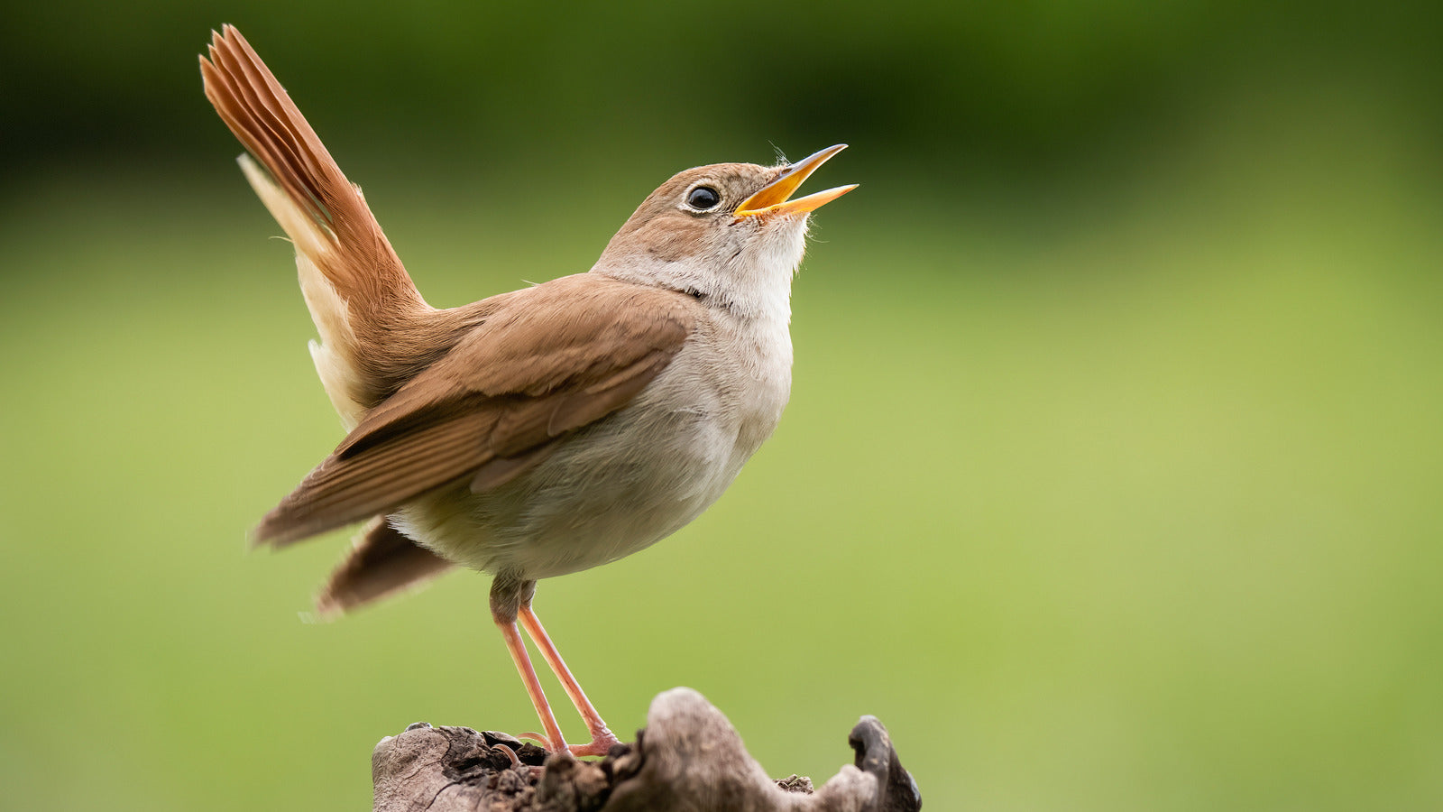 Why Do Birds Chirp in the Morning? 6 Scientific Reasons
