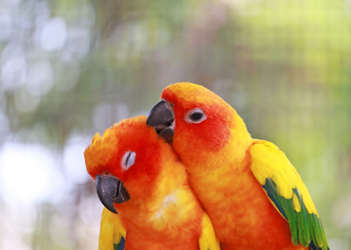 How Do Birds Mate and Reproduce? A Complete Science-Backed Guide