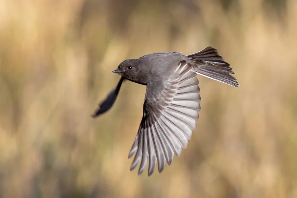 Black Phoebe Flycatcher: Black-and-White Tuxedo of Western Watersides