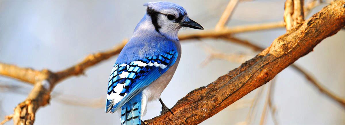 Blue Jays Are Beguiling