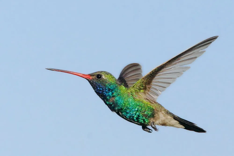 how to help hummingbirds during migration
