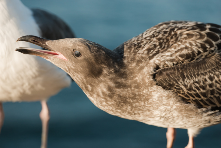 California Gull vs Western Gull: 4 Field Marks That End the Confusion