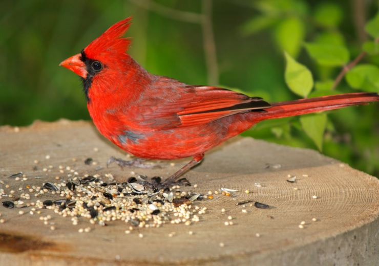What Do Cardinals Eat? Complete Guide to Northern Cardinal Diet